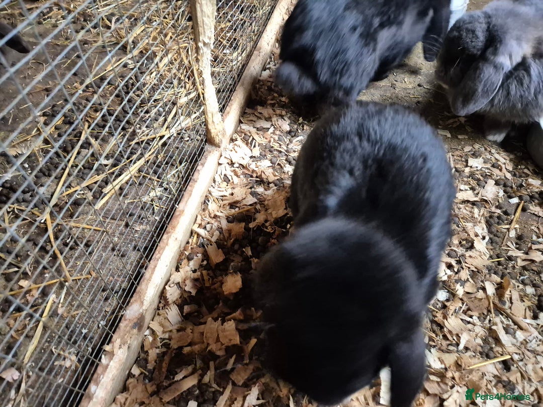 Mini Lop rabbits for sale: Mini Lop Rabbits - Image 6