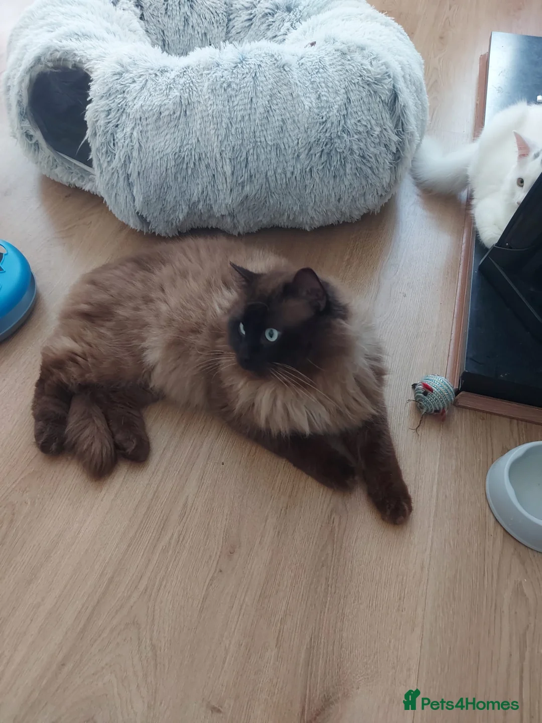 Ragdoll cats for stud: Proven chunky Ragdoll available for Stud  in Hull - Advert 10