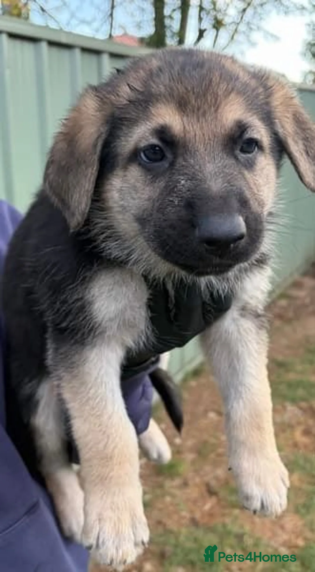 German Shepherd dogs for sale: German Shepherd pups available - Advert 2