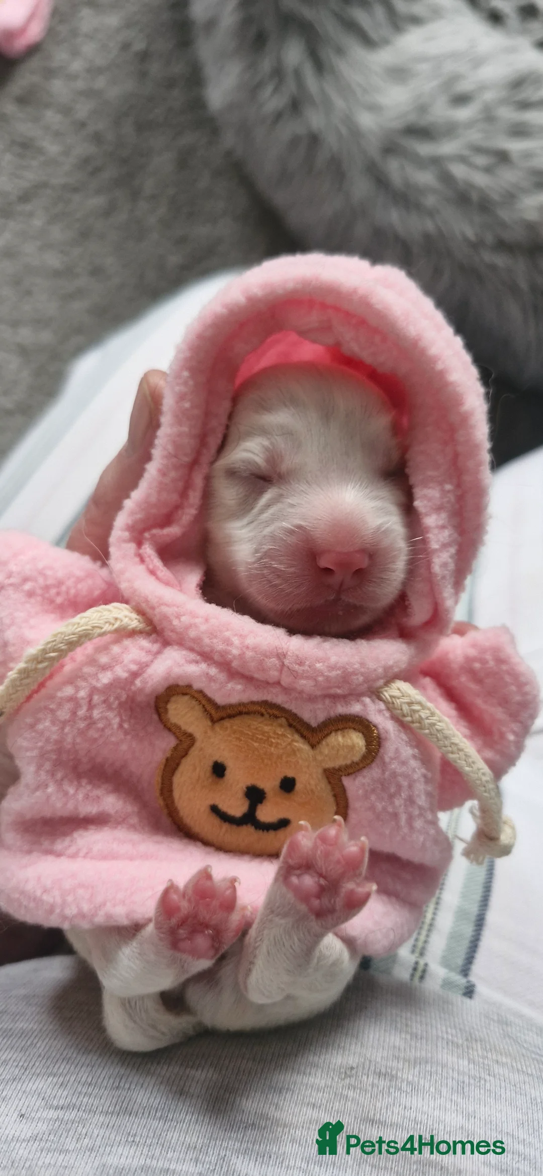 Mixed Breed dogs for sale: Stunning cavapoo x cockapoo litter just born! - Advert 7