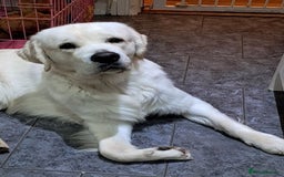 Golden Retriever dogs for stud: At Stud to Approved Bitches - Image 2
