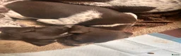 German Shorthaired Pointer dogs for sale: german shorthaired pointer puppies - Advert 4