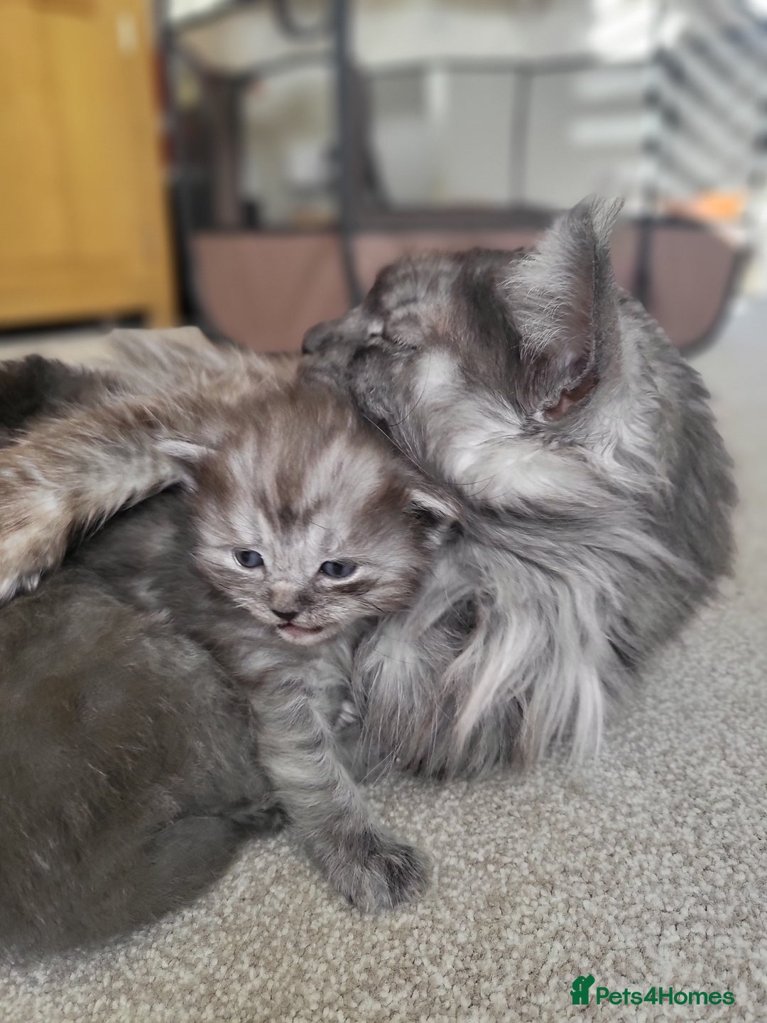 Ragcoon cats for sale: BEAUTIFUL RAGCOONS - Advert 2