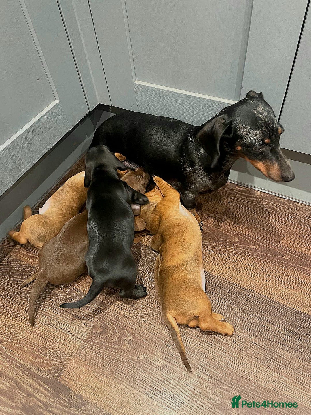 Miniature Dachshund dogs for sale: Miniature Dachshund puppies  - Advert 6