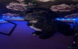 Cockapoo dogs for sale: Male Cockapoo for sale - Advert 4