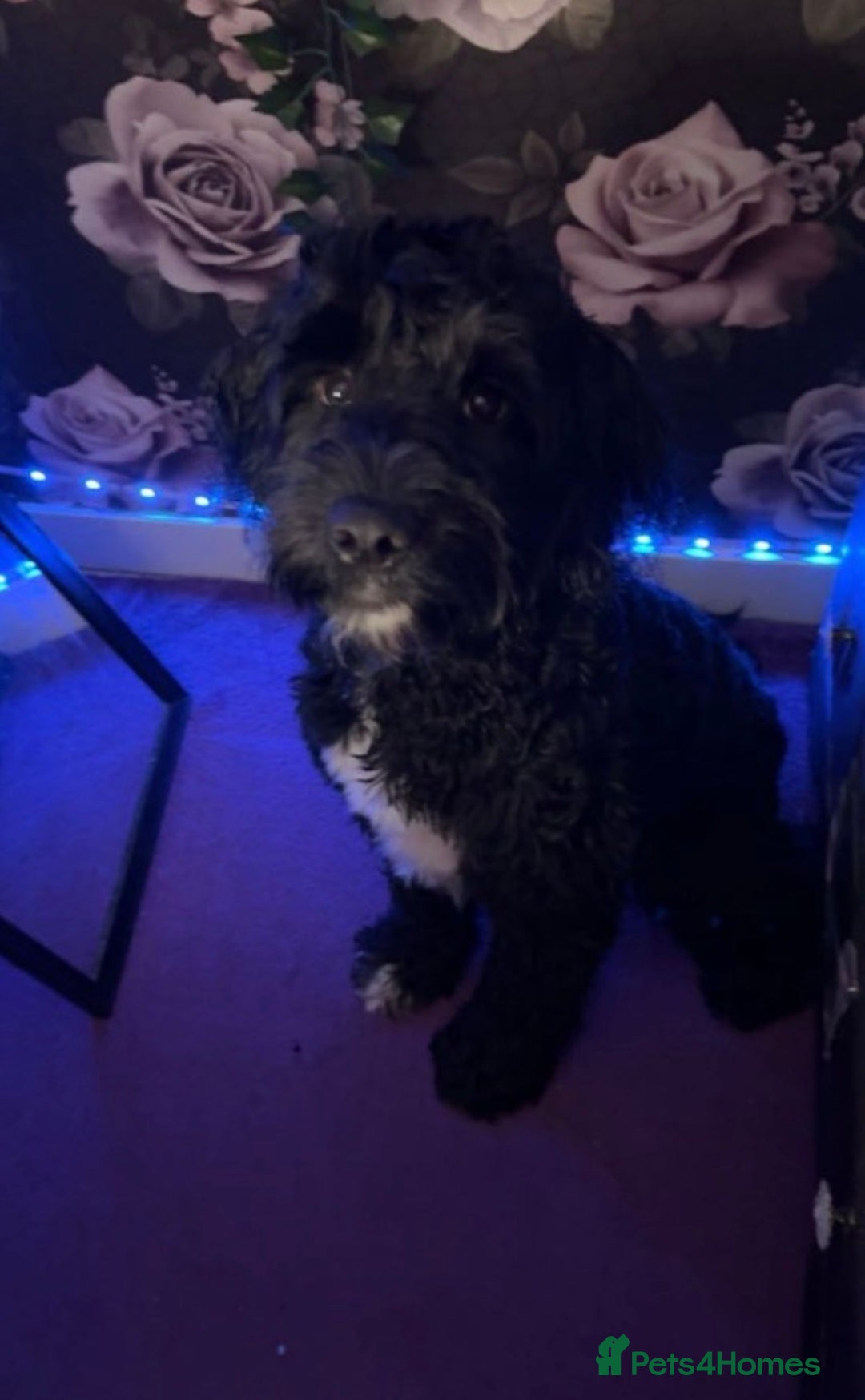 Cockapoo dogs for sale: Male Cockapoo for sale - Advert 4