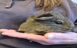 Guinea Pig rodents for sale: READY NOW. 2 young Sister Guinea Pigs - Image 5
