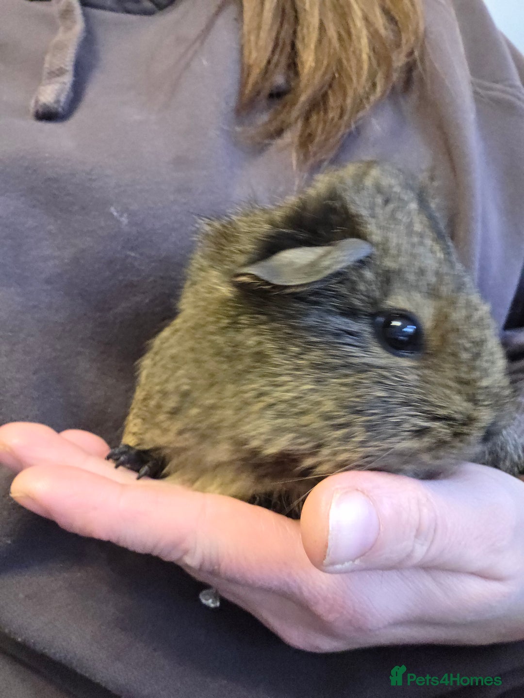 Guinea Pig rodents for sale: READY NOW. 2 young Sister Guinea Pigs - Image 5