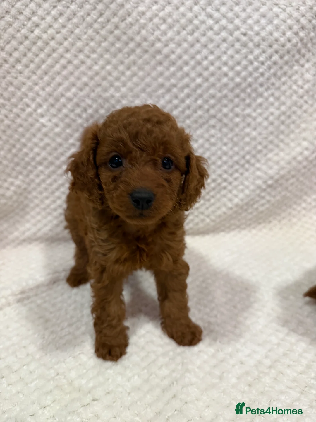 Cavapoo dogs for sale: FB1 Cavapoo - Advert 7