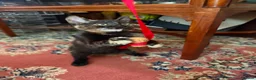 Mixed Breed cats for sale: 4 Beautiful Kittens in Erith - Advert 12