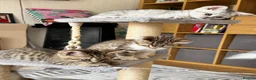 British Shorthair cats for sale: Four Beautiful BSH Tabby Kittens  - Advert 2