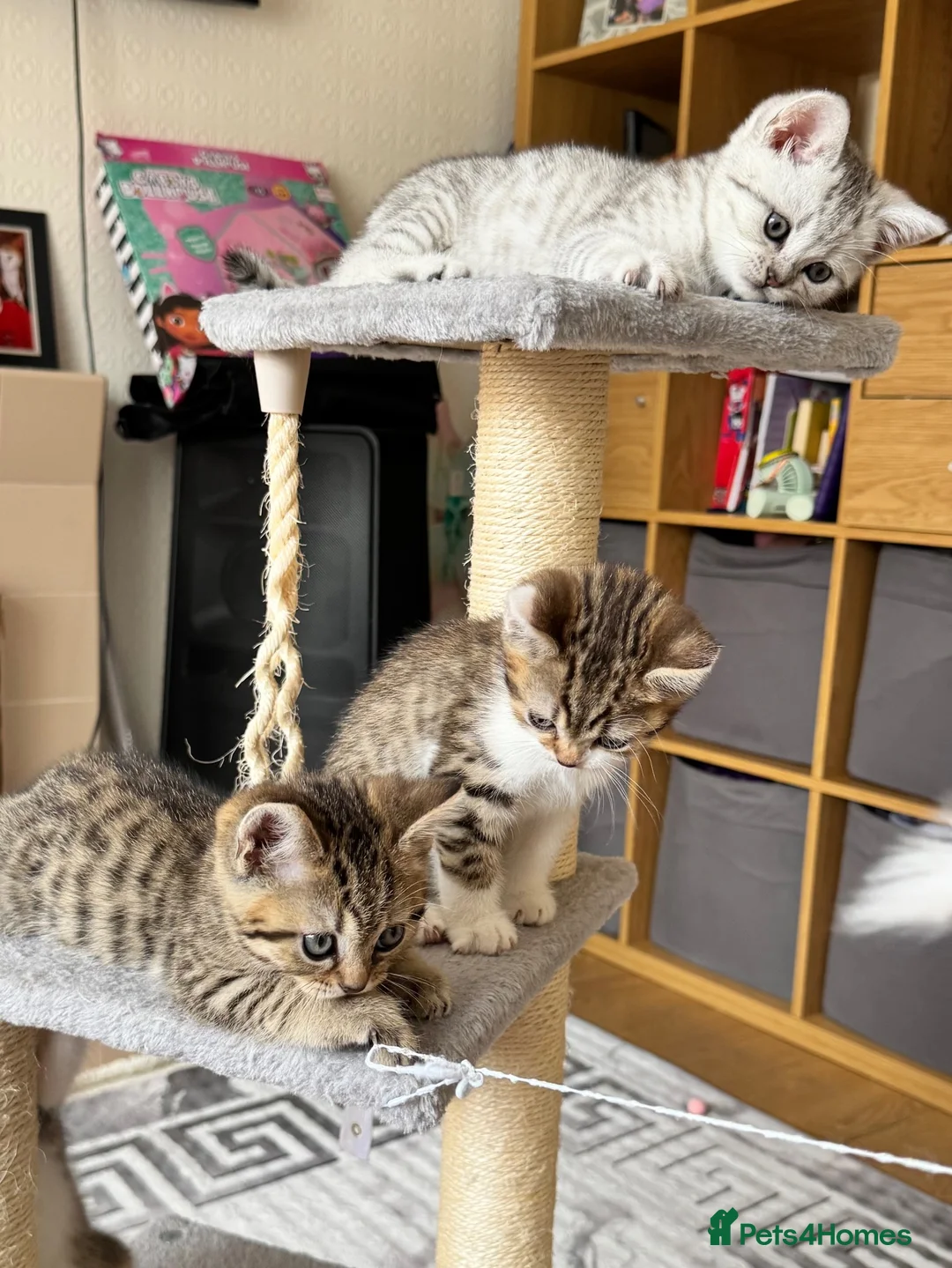 British Shorthair cats for sale: Four Beautiful BSH Tabby Kittens  - Advert 2