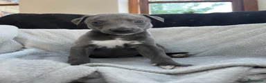 Whippet Puppy 1