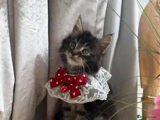 Maine Coon cats 🐾😻Maine Coon kittens 2 remaining😻🐾 - Advert 2