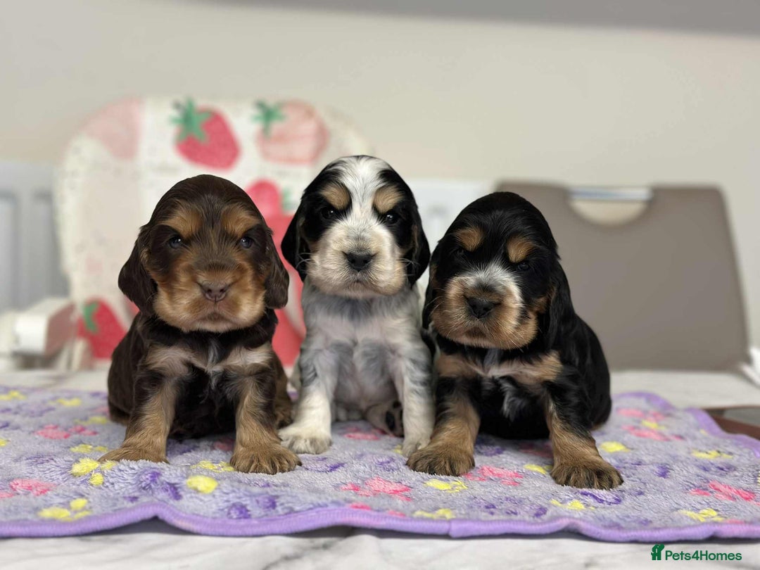 Cocker Spaniel dogs for stud: Chocolate and tan cocker stud  - Advert 12