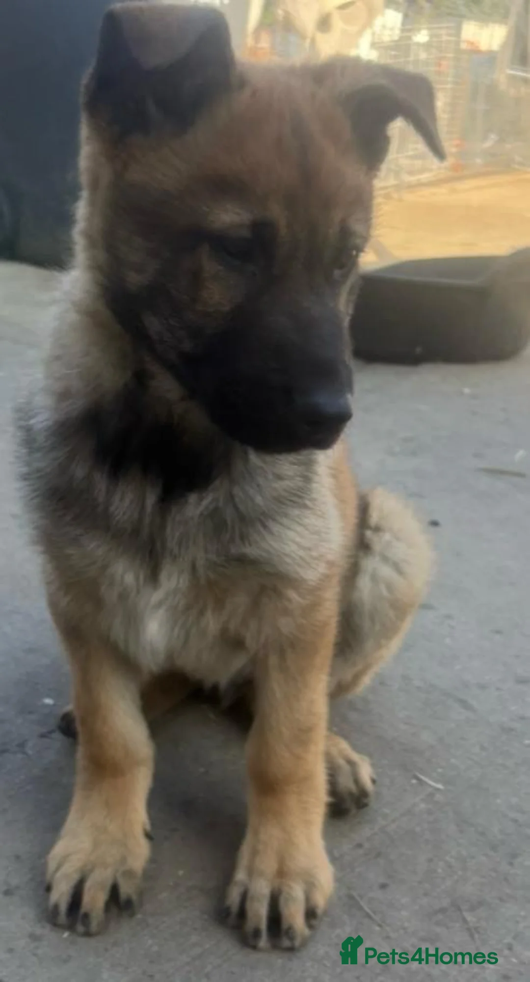 German Shepherd dogs for sale: Boy German shepherd puppy - Advert 2