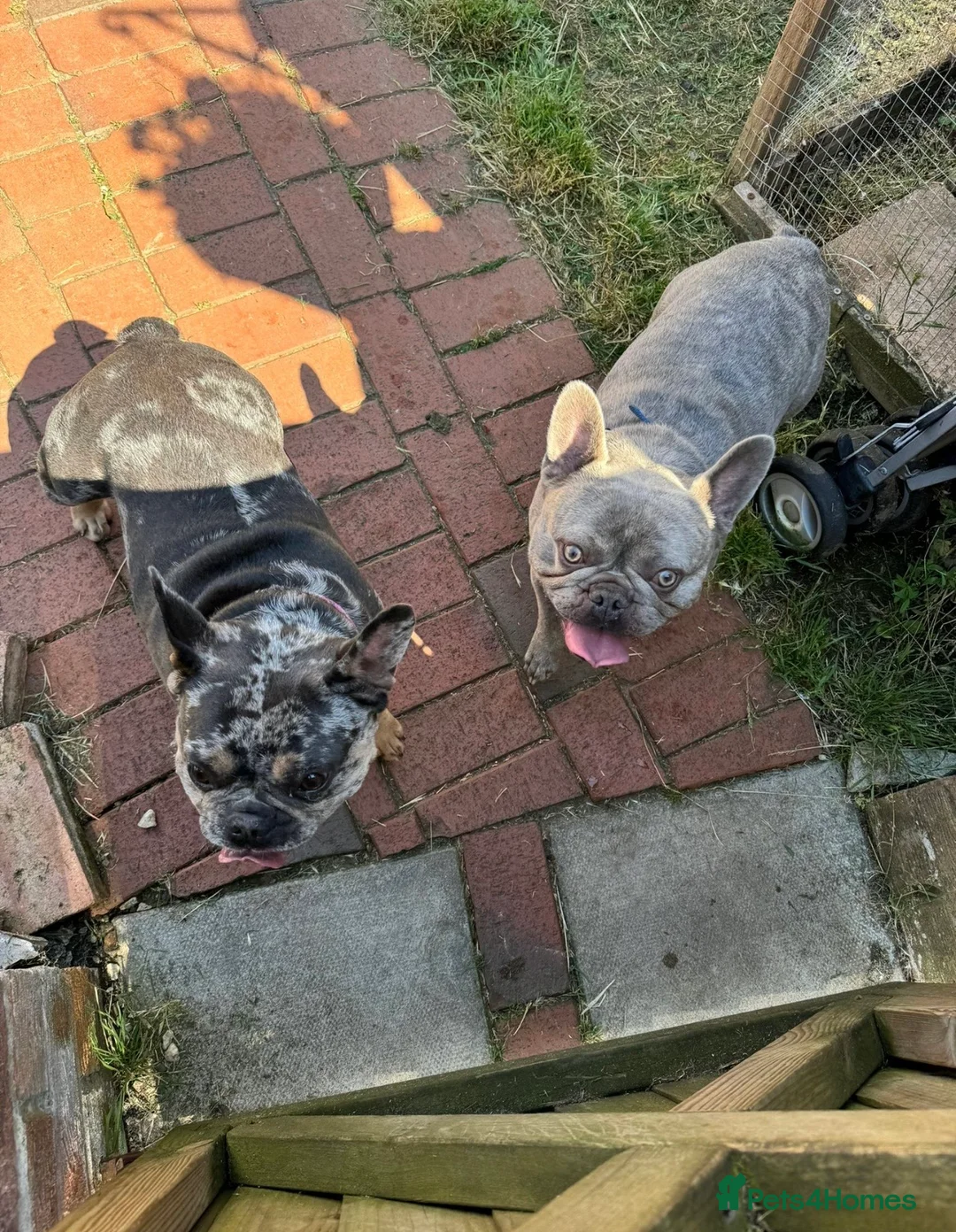 French Bulldog dogs for sale: Beautiful Puppies Looking for Loving Homes 🐾 in Ashford - Advert 9