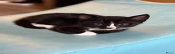 Domestic Shorthair cats for sale: Kitten for sale - Advert 4