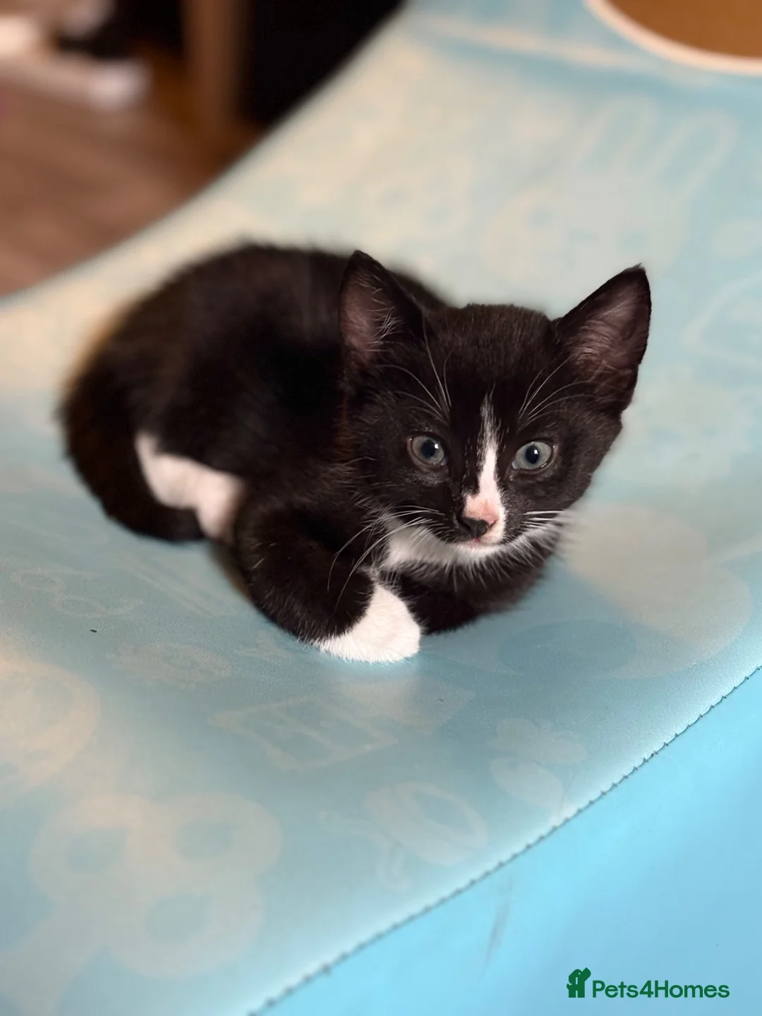 Domestic Shorthair cats for sale: Kitten for sale - Advert 4
