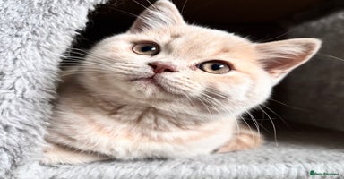 British Longhair cats - Advert 3