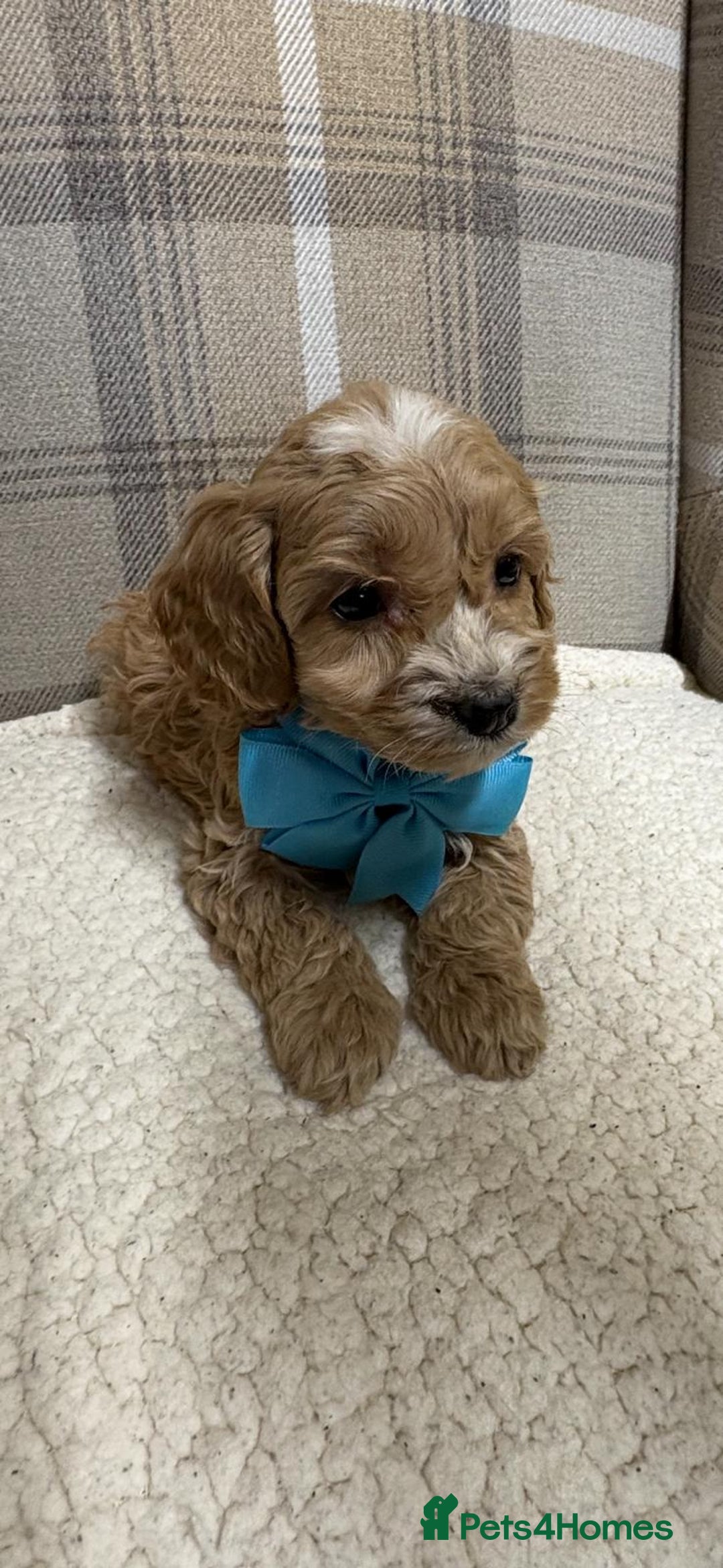 Cockapoo dogs for sale: Cockerpoos - Advert 6