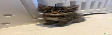 Kitkat