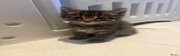 Mixed Breed cats for sale: Beautiful Kittens for sale  - Advert 21