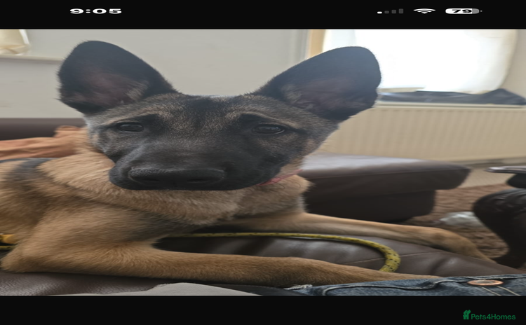 Belgian Shepherd Dog dogs in Wallsend - Advert 4