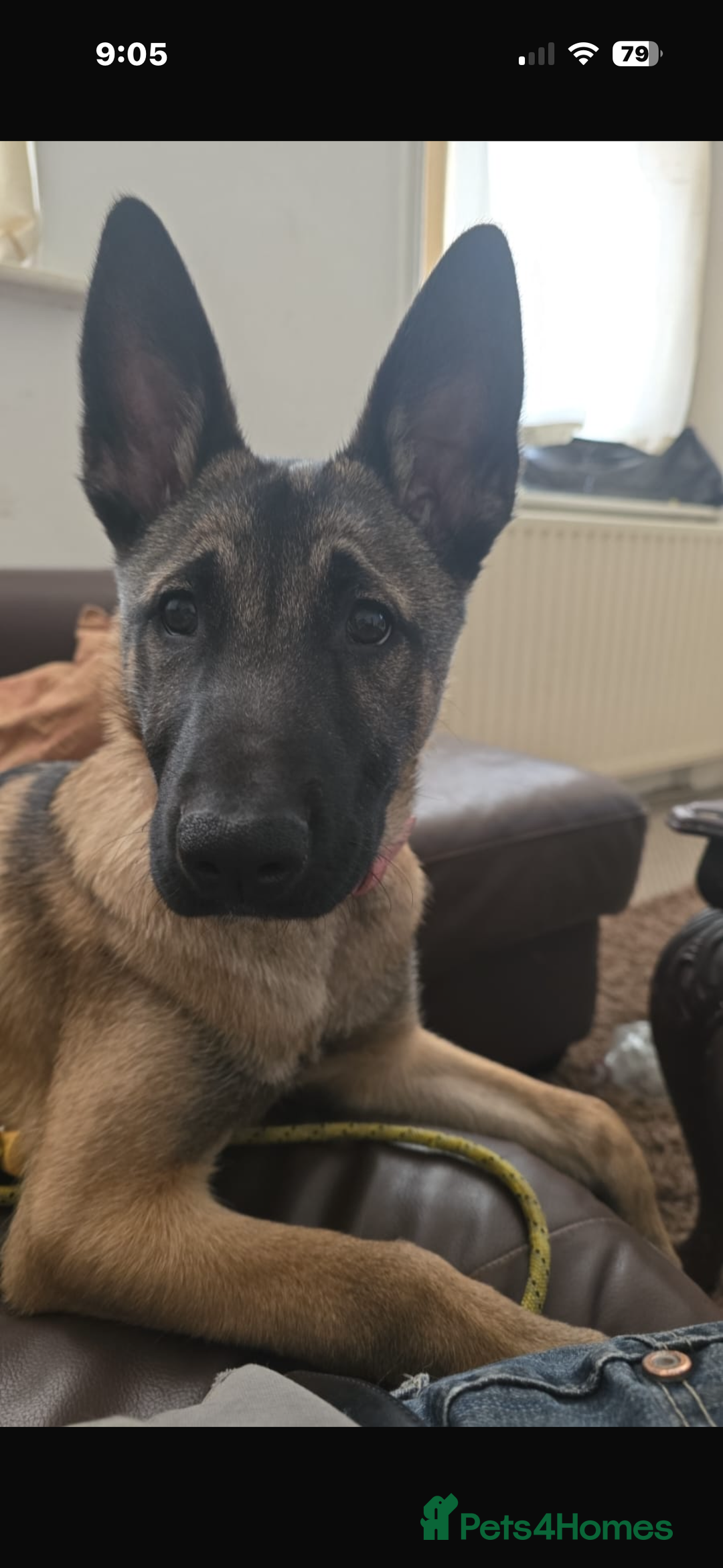 Belgian Shepherd Dog dogs for sale: Stunning Belgium Shepard bitch 7month  in Wallsend - Image 1