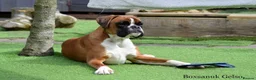 Boxer dogs for sale: Beautiful, KC registerd boxer puppies for sale in Canvey Island - Advert 3