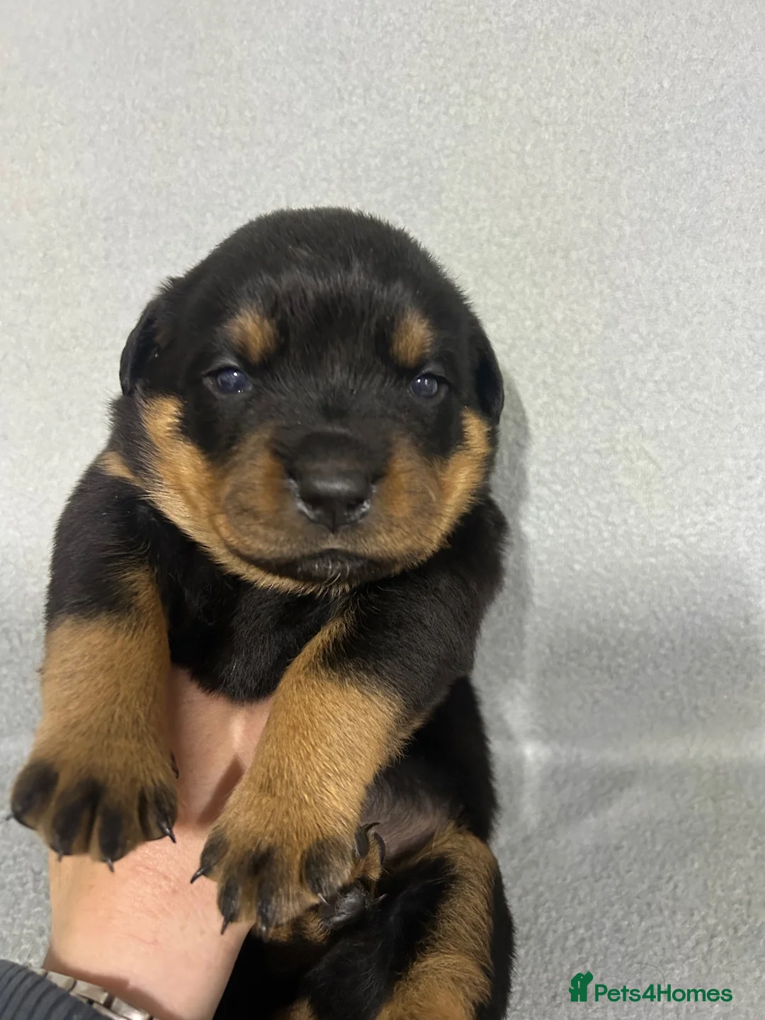 Rottweiler dogs for sale: Gorgeous Chunky Rottweiler Puppies  - Advert 2