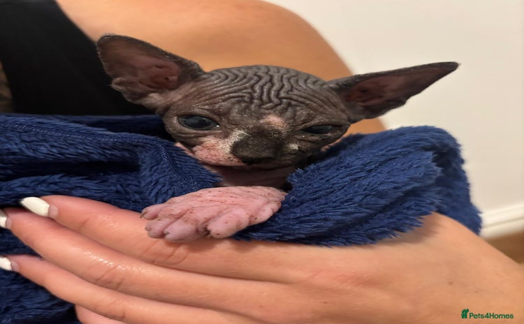 Sphynx cats - Advert 1