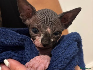 Sphynx cats - Advert 2