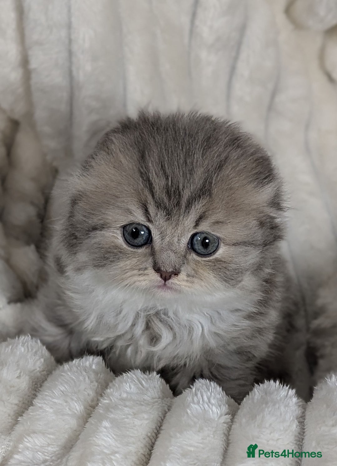 Scottish Fold cats for sale: 🐾TICA red ❣️SCOTTISH Fold•Straight - Advert 19