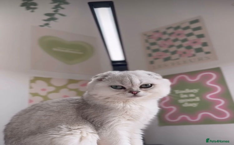 Scottish Fold cats - Advert 4