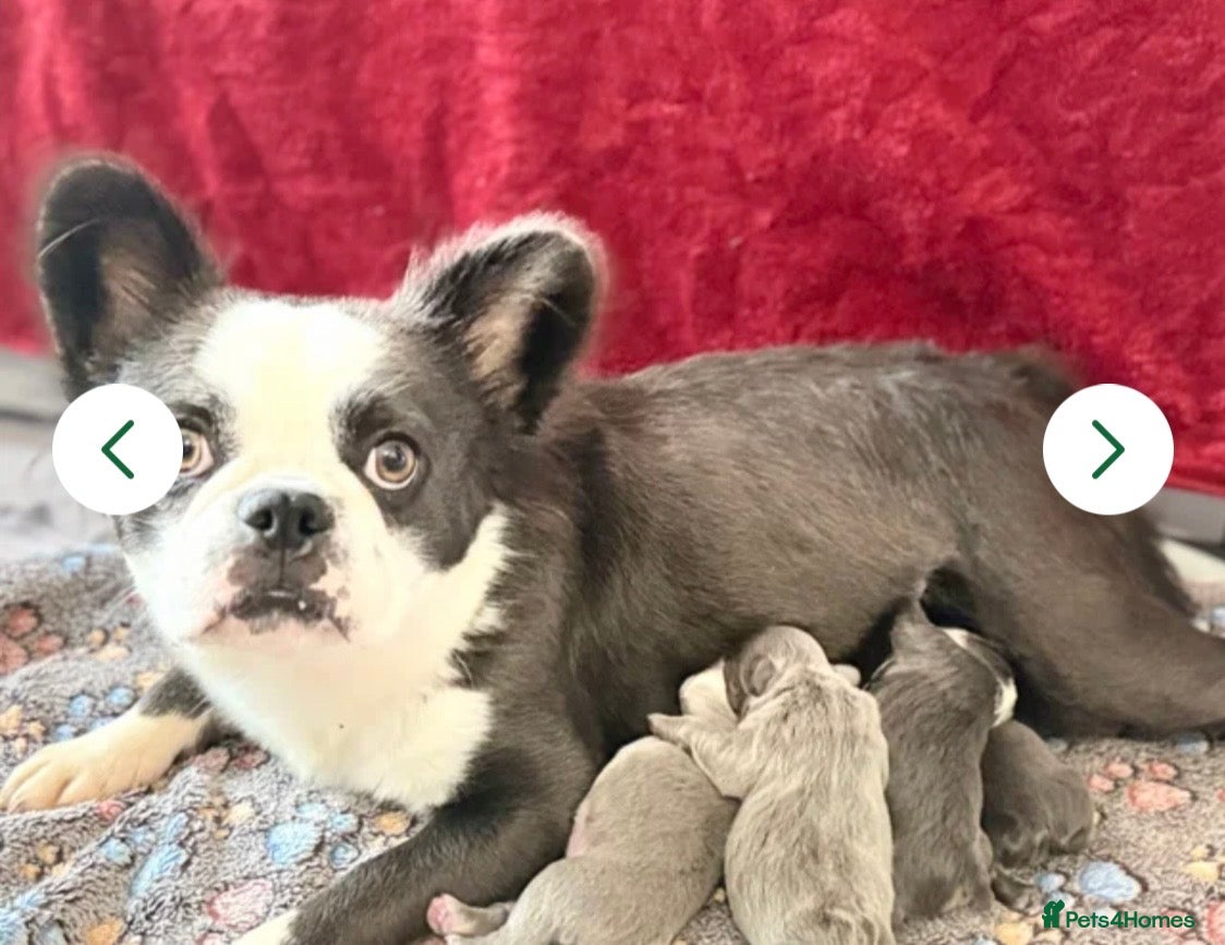 French Bulldog dogs Blue fluffy husky French bulldog  - Advert 1