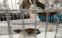 Finches birds for sale: Bengalese finch  - Image 4