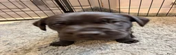 Labrador Retriever dogs for sale: KC-registered black Lab pups need forever home - Advert 2