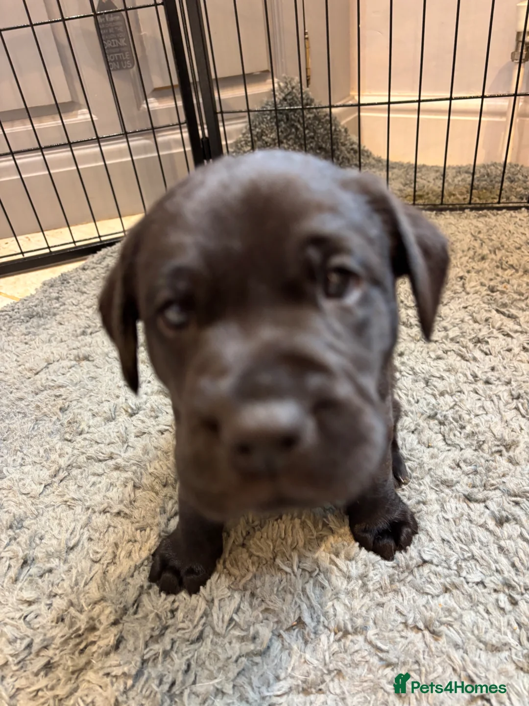 Labrador Retriever dogs for sale: KC-registered black Lab pups need forever home - Advert 2