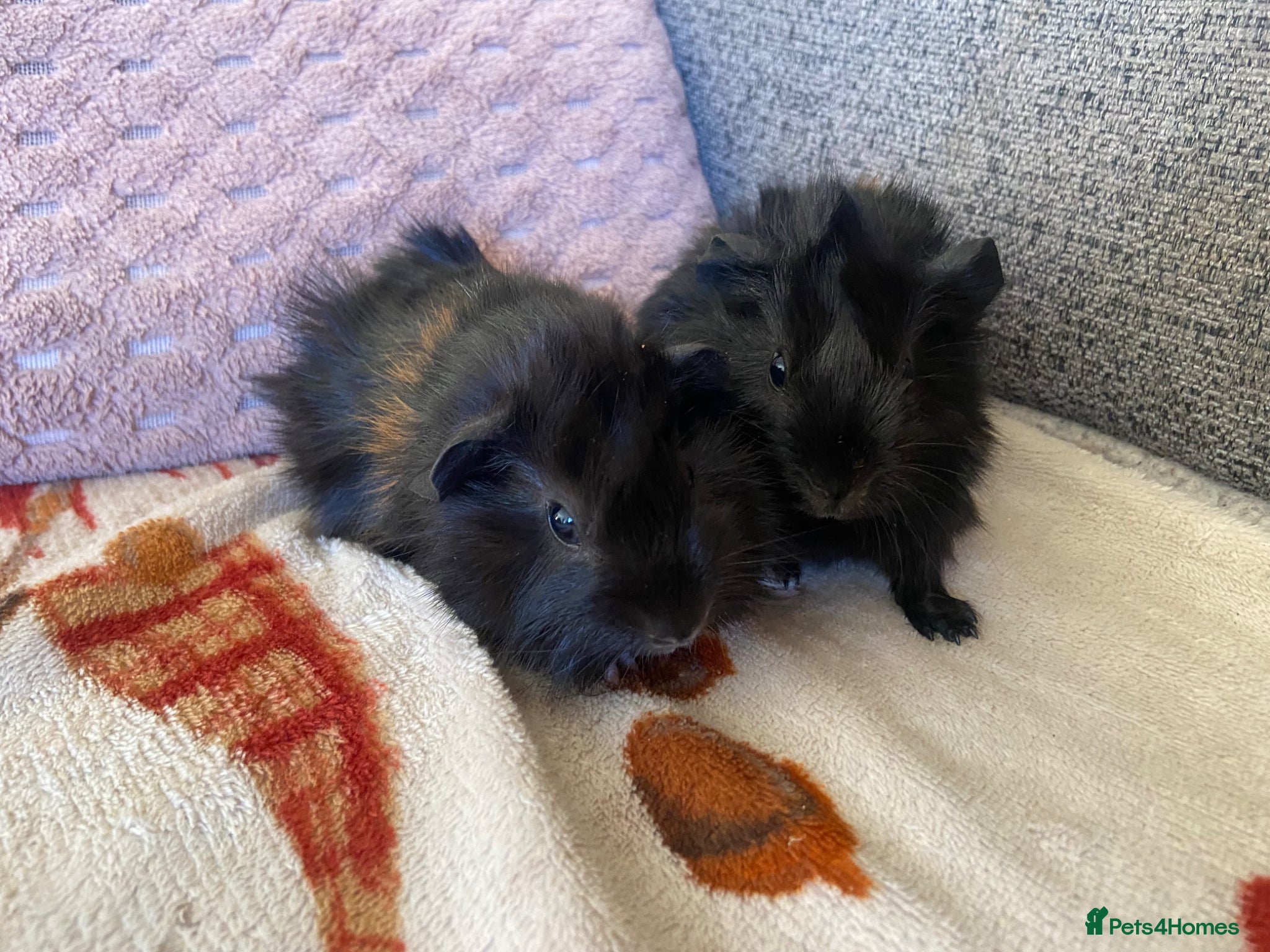 Guinea Pig rodents Twin Boy Baby Guinea Pigs  - Advert 1