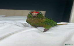 Conures birds for sale: Conure for sale - Image 2