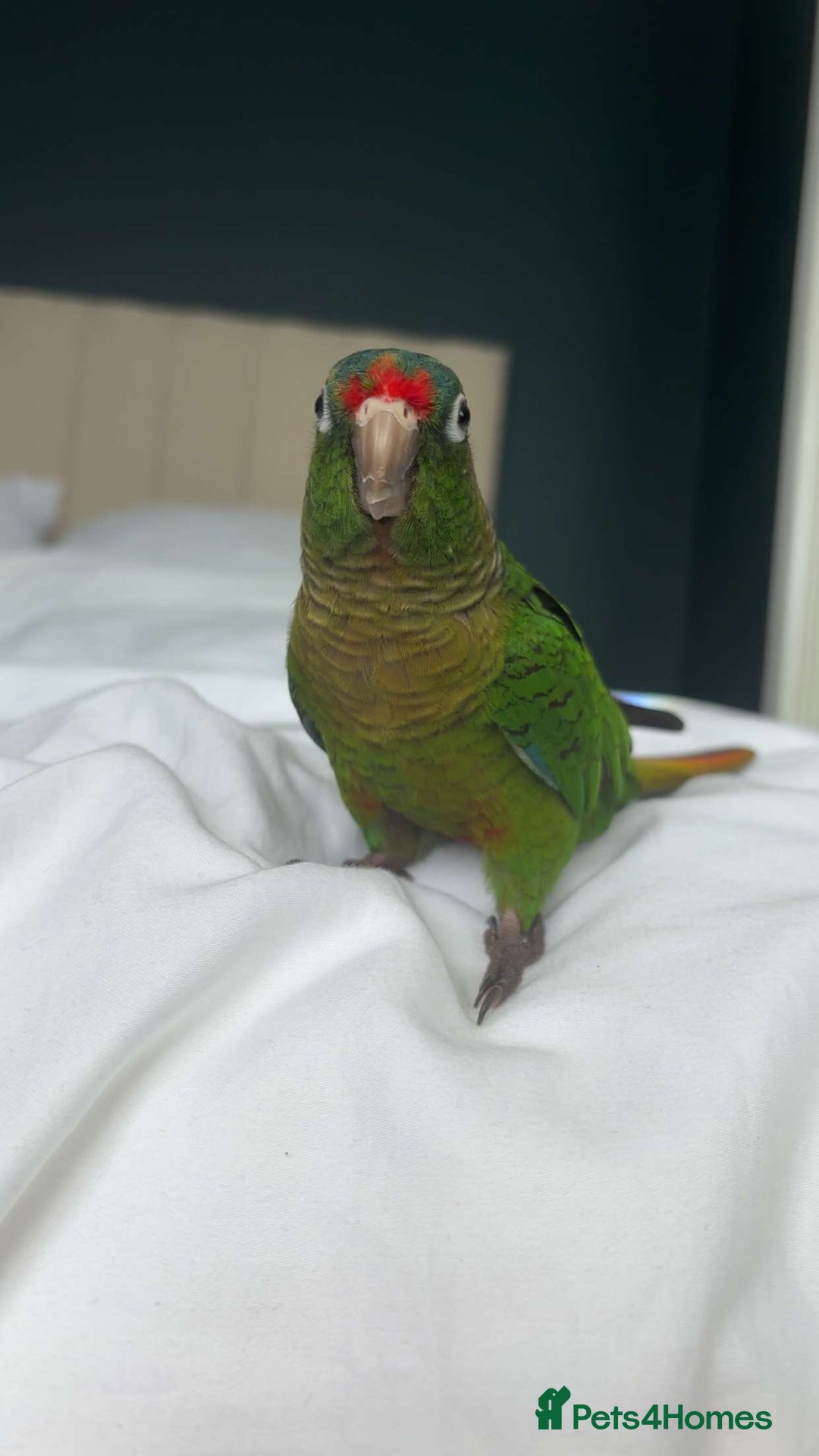 Conures birds for sale: Conure for sale - Image 2