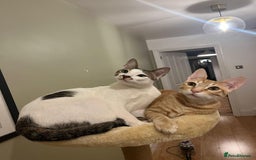 Arabian Mau cats for adoption: Two Bonded Rescue Cats for Adoption Together - Image 16
