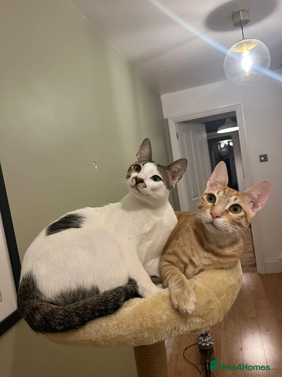 Arabian Mau cats for adoption: Two Bonded Rescue Cats for Adoption Together - Advert 16
