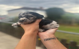 Cockapoo dogs for sale: Stunning f1b cockapoo puppies!!  - Image 10