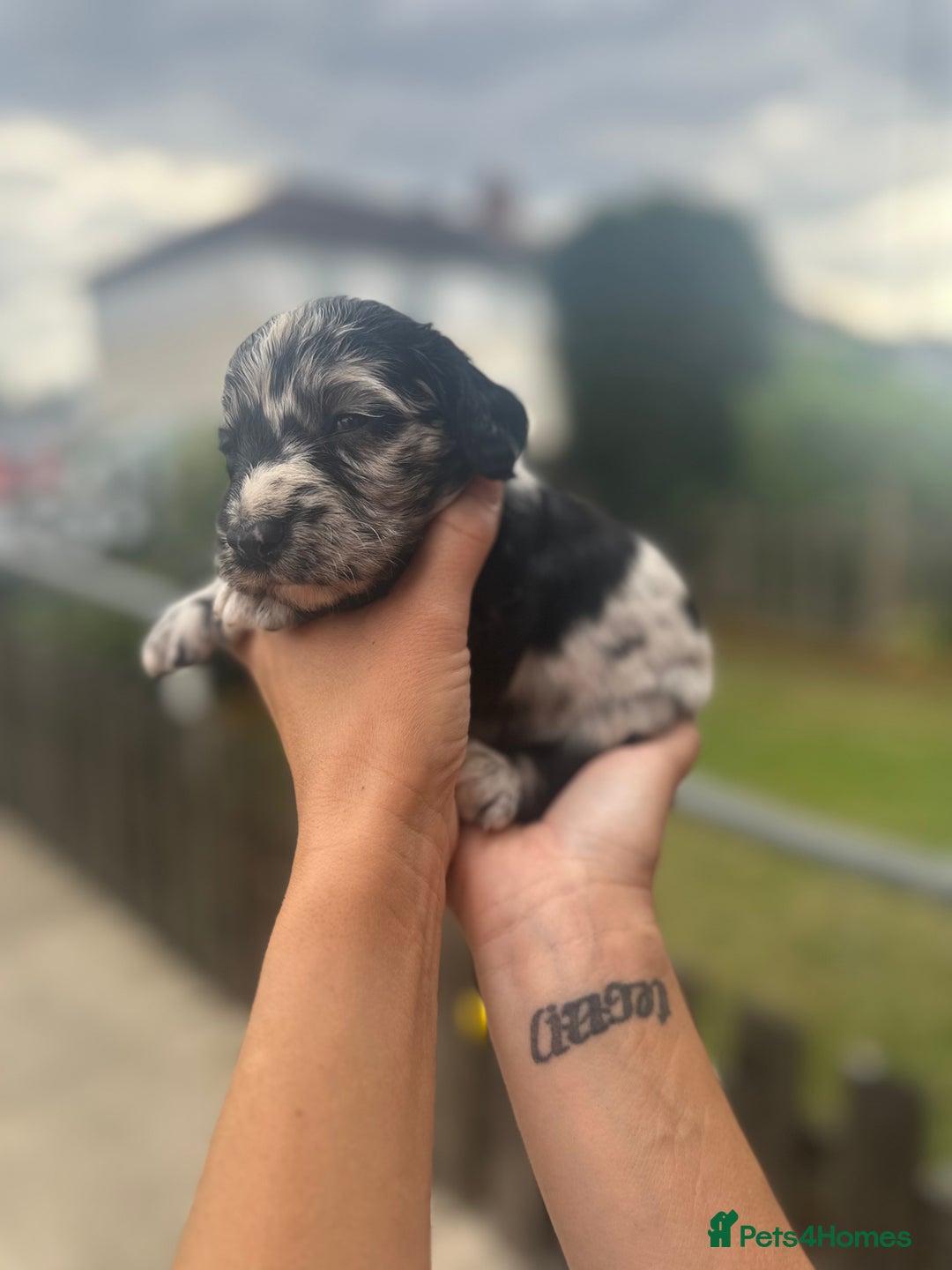 Cockapoo dogs for sale: Stunning f1b cockapoo puppies!!  - Image 10