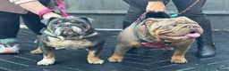 English Bulldog dogs for sale: English Bulldog Puppies  - Advert 14