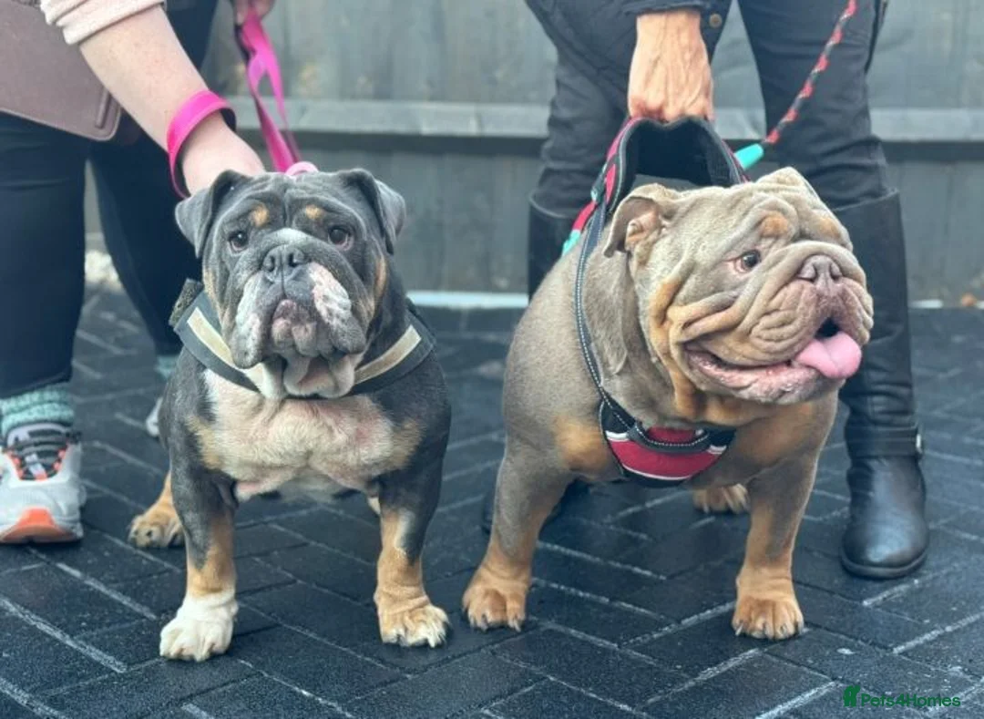 English Bulldog dogs for sale: English Bulldog Puppies  - Advert 14