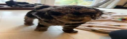 Cockapoo dogs for sale: Beautiful F1B blue merle miniature poodle  - Advert 8