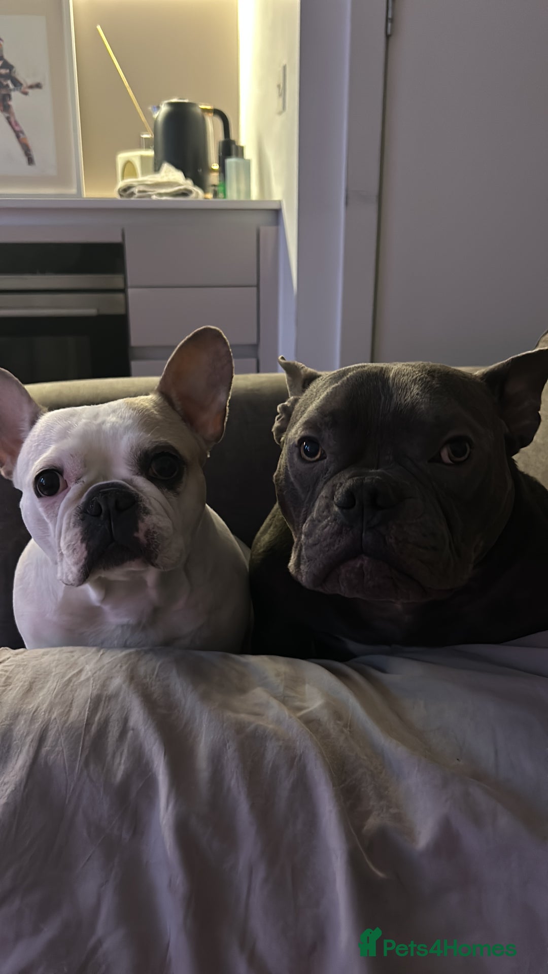 Mixed Breed dogs for sale: PEARL AND PAX - Advert 6